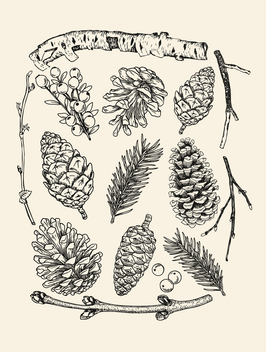 Pinecones · Cotton T-Shirt